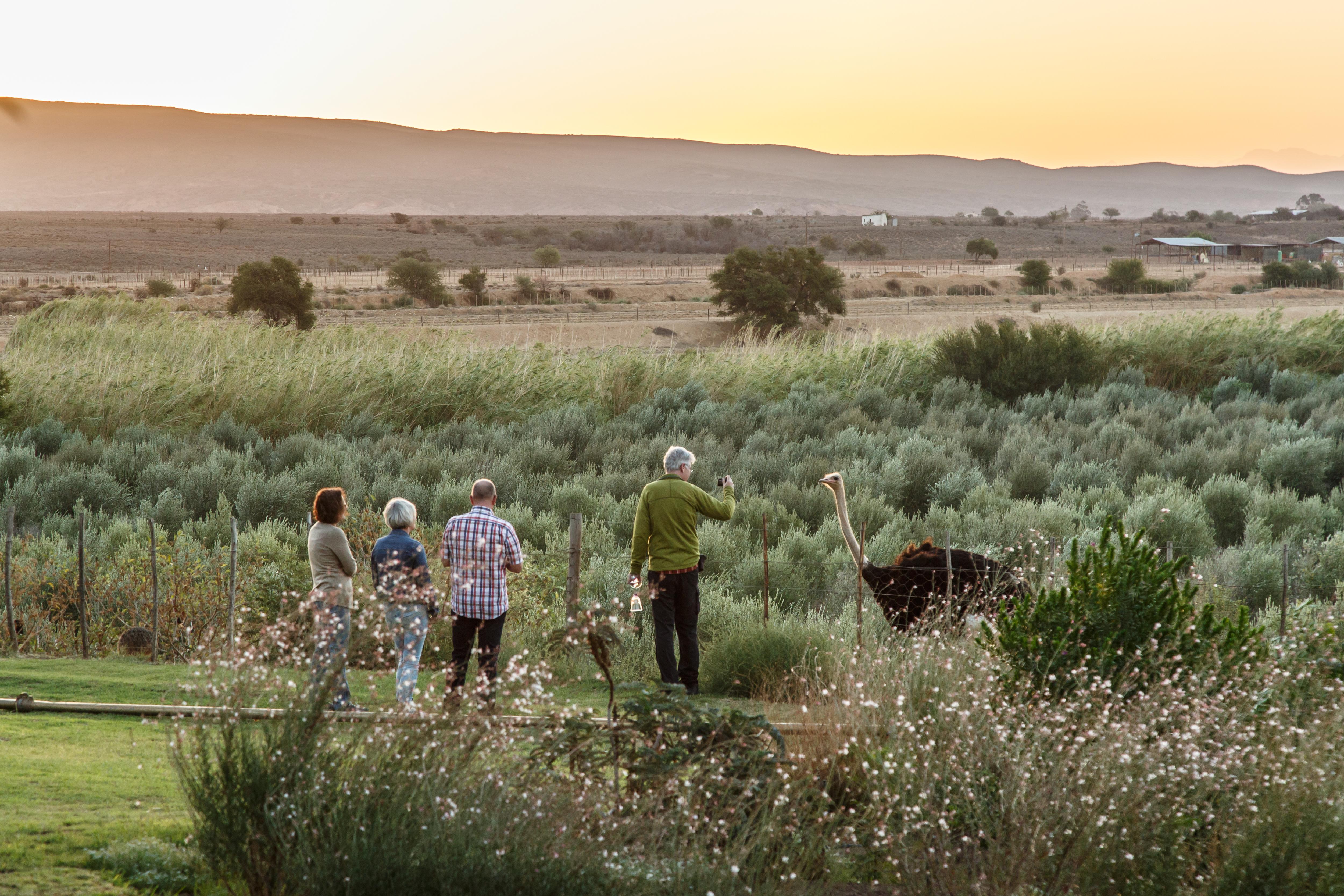 De Denne Country Guest House Oudtshoorn Luaran gambar