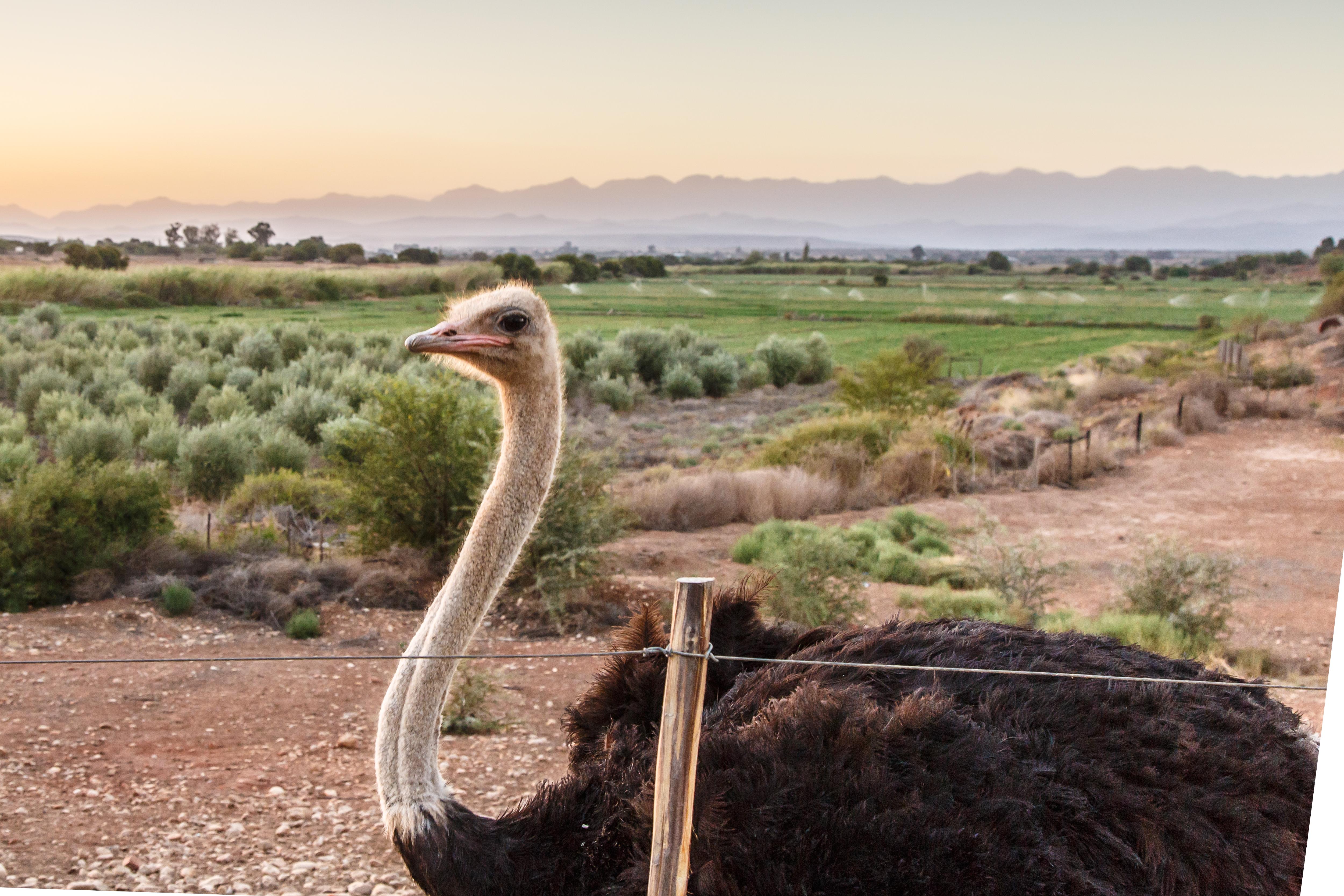 De Denne Country Guest House Oudtshoorn Luaran gambar