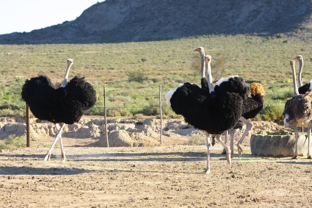 De Denne Country Guest House Oudtshoorn Luaran gambar