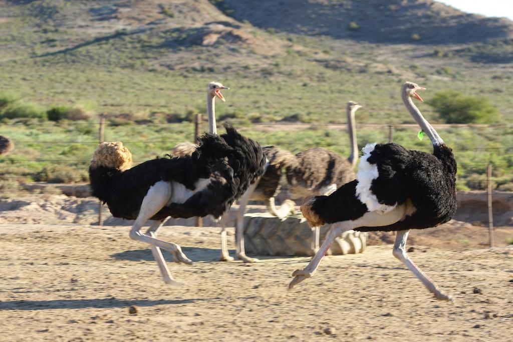 De Denne Country Guest House Oudtshoorn Luaran gambar