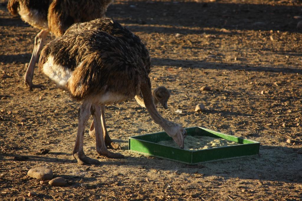 De Denne Country Guest House Oudtshoorn Luaran gambar