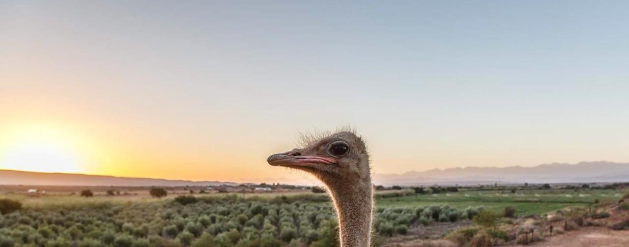 De Denne Country Guest House Oudtshoorn Luaran gambar